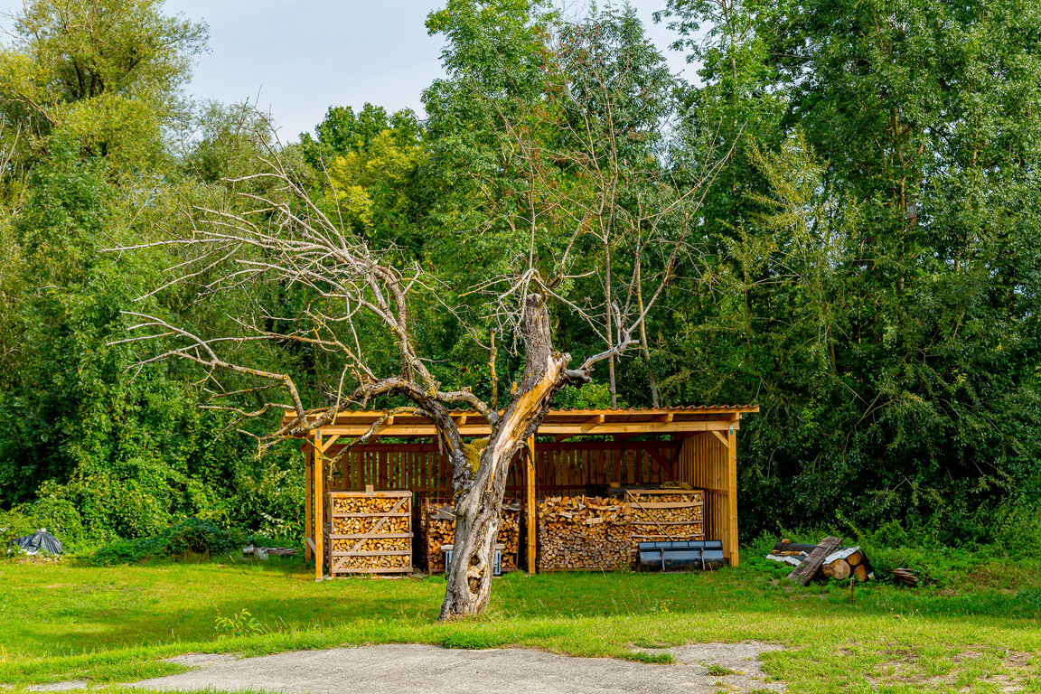 Image: _JA 40691 abgestorbener Apfelbaum.jpg